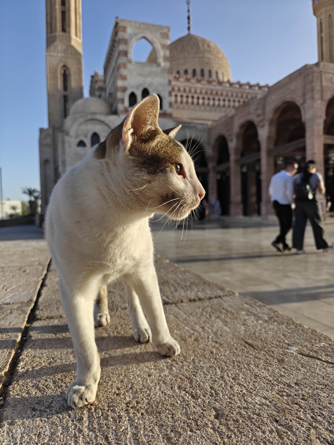 Отзыв о экскурсии "Вечерний Шарм-эль-Шейх — в мини-группе" — фото 1