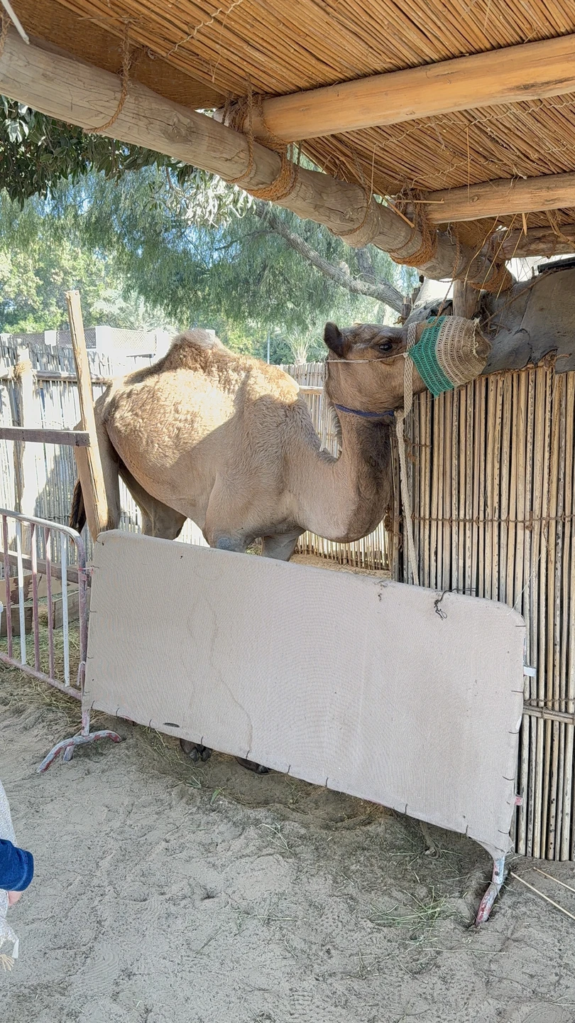 Отзыв о экскурсии "Золотой город: весь Абу-Даби за 1 день" — фото 5