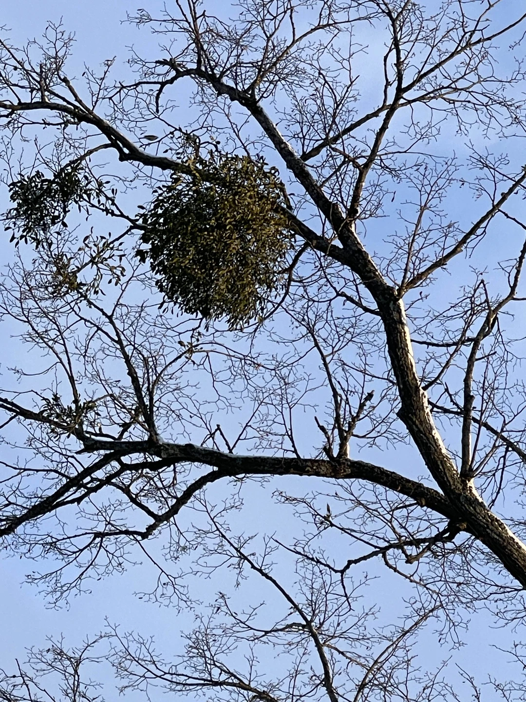 Отзыв о экскурсии "Из Зеленоградска — к замкам и малым городам Восточной Пруссии" — фото 2