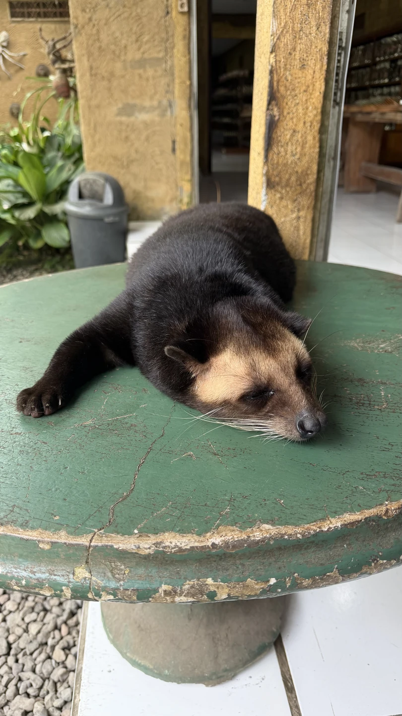 Отзыв о экскурсии "Бали, который вы ждёте!" — фото 1