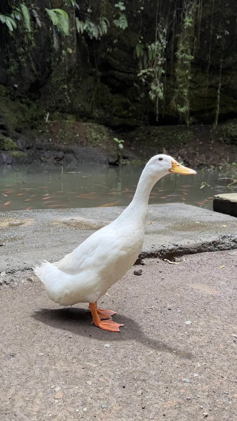 Отзыв о экскурсии "Бали, который вы ждёте!" — фото 3