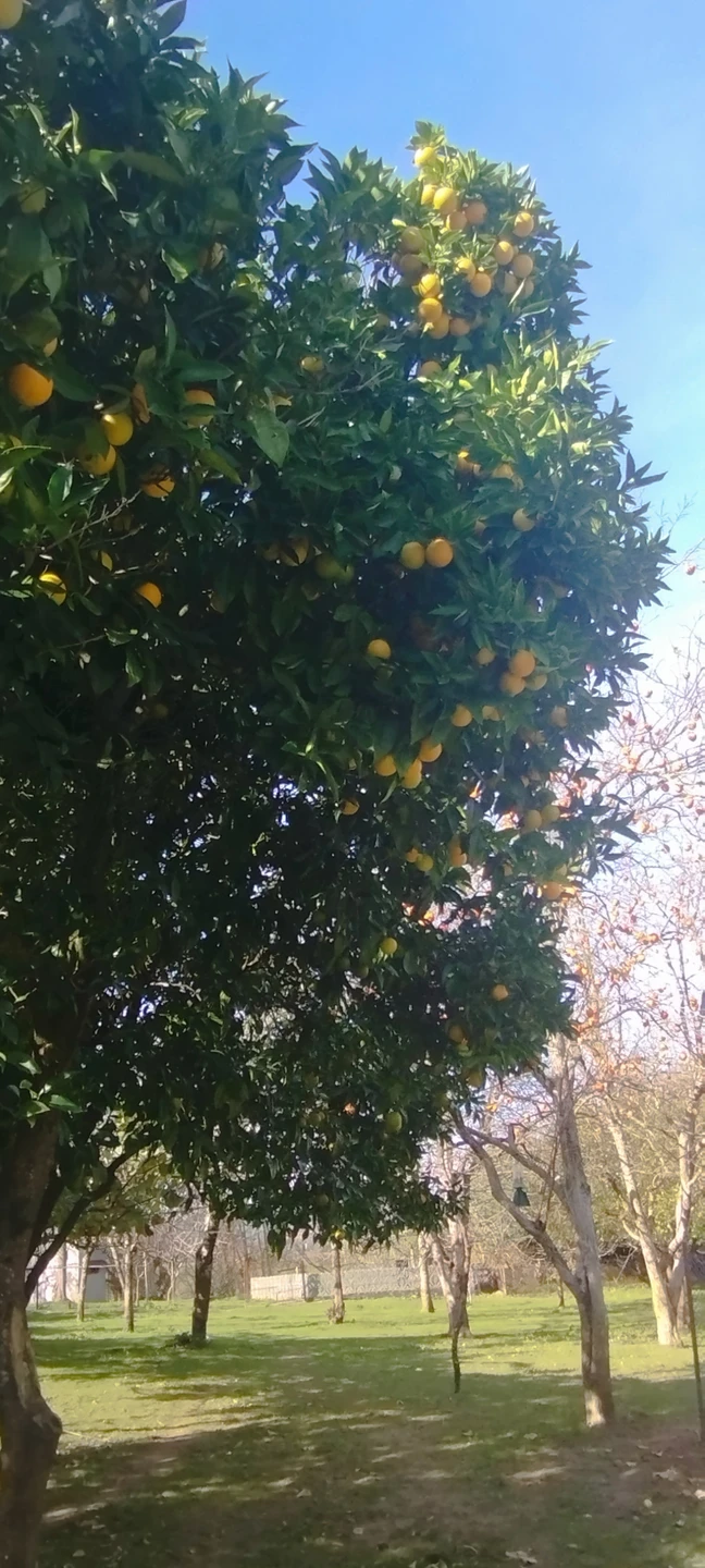 Отзыв о экскурсии "К озеру Рица — через главные красоты Абхазии" — фото 5