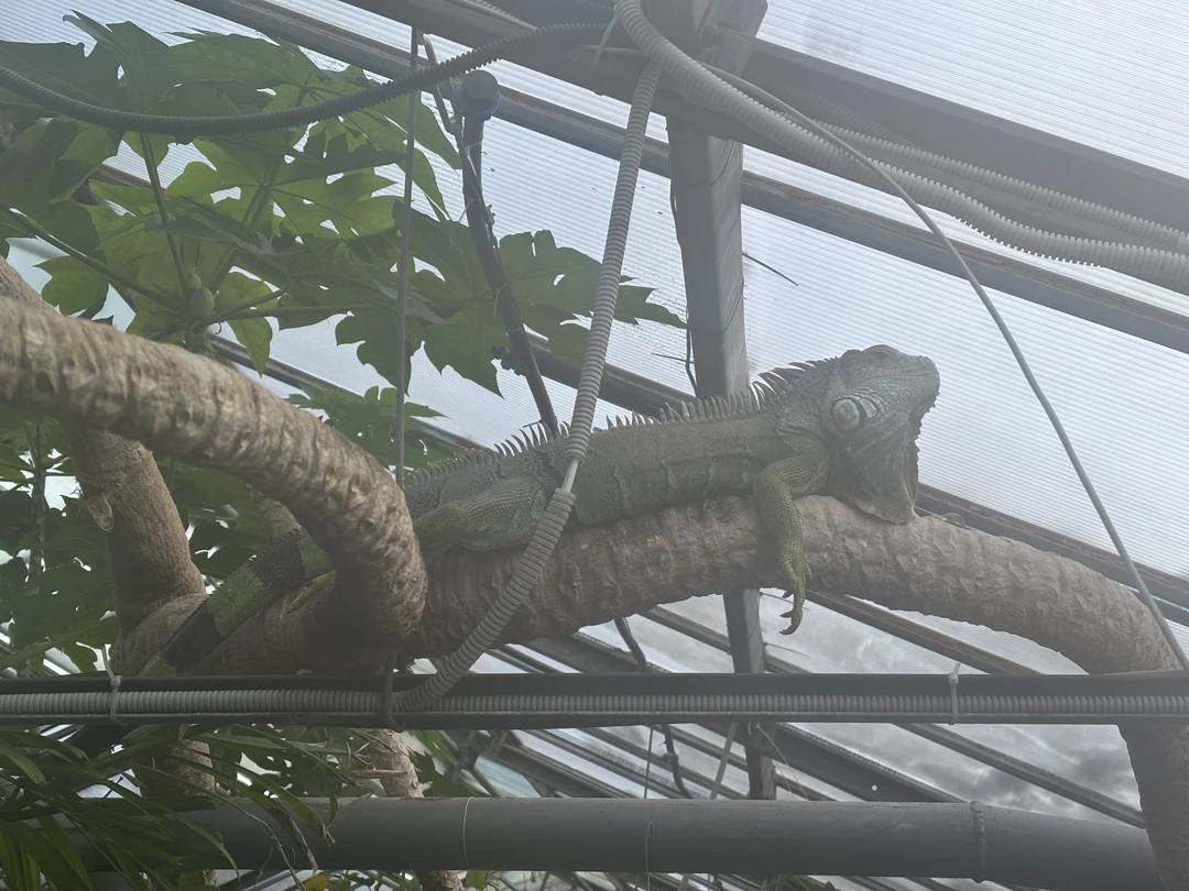 Отзыв о экскурсии "Саратов, история, тропики: экскурсия по городу с посещением лимонария" — фото 4