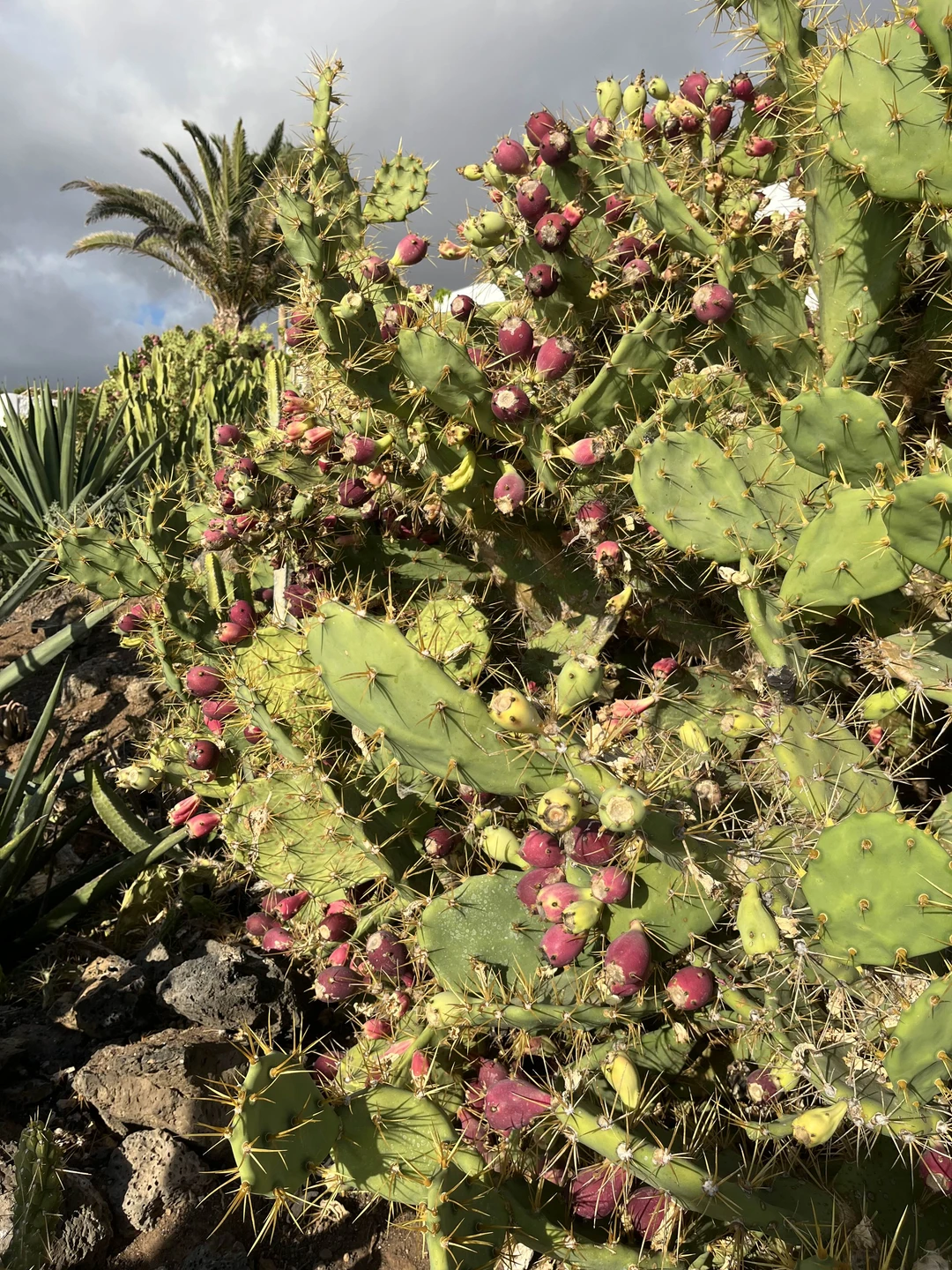 Отзыв о экскурсии "Вокруг острова за один день" — фото 1