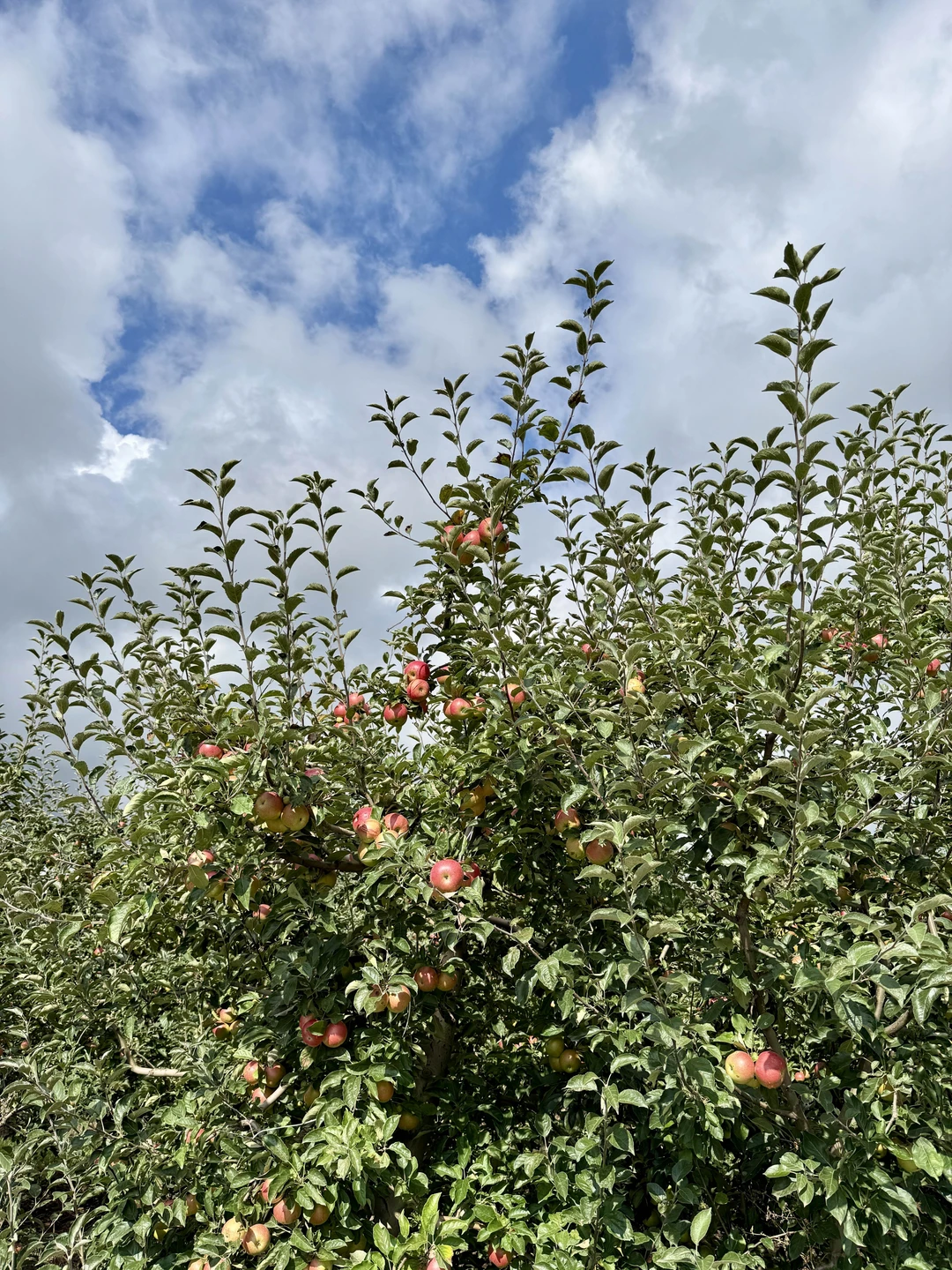 Отзыв о экскурсии "Автопутешествие на Домбай в мини-группе из Минеральных Вод" — фото 2
