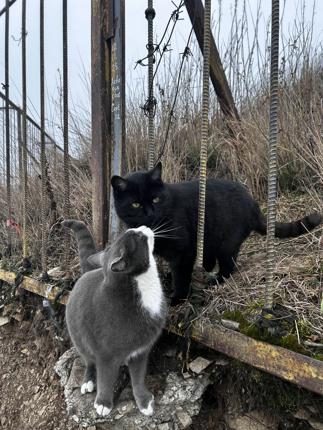 Отзыв о экскурсии "Бештау: восхождение на любую из пяти вершин в удобное для вас время" — фото 4