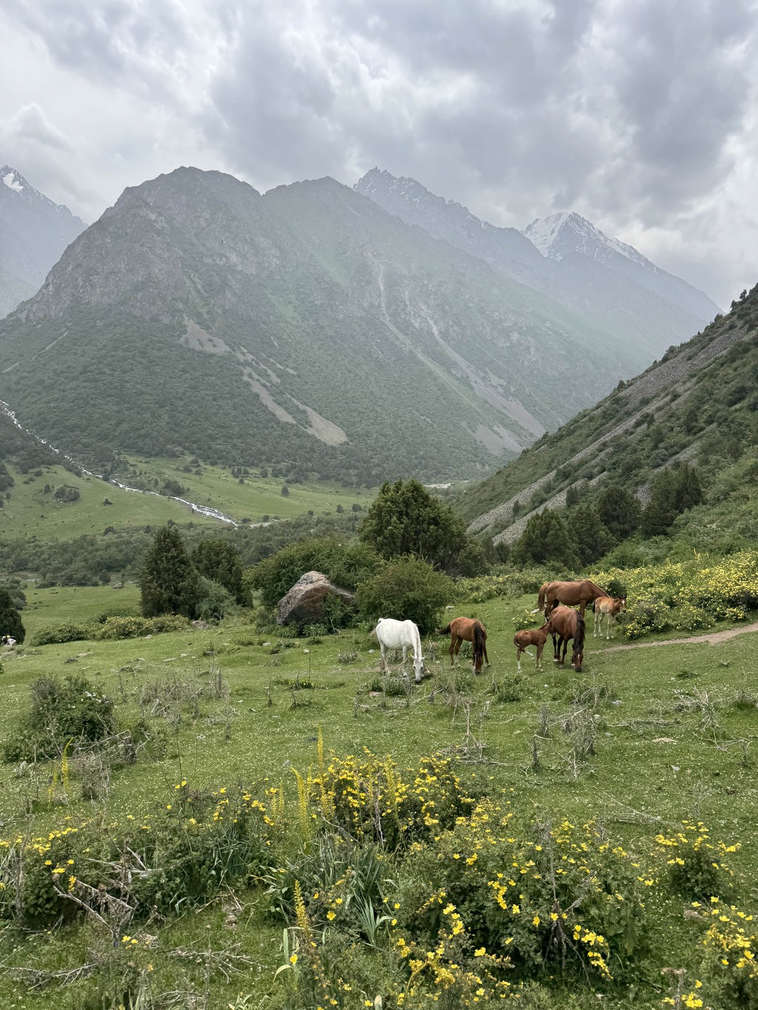 Отзыв о экскурсии "Господин Аламедин: конная прогулка по ущелью" — фото 1 Отзыв о экскурсии "Господин Аламедин: конная прогулка по ущелью" — фото 1