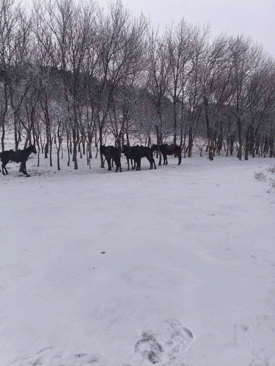 Отзыв о экскурсии "Конная прогулка недалеко от Кисловодска в мини-группе" — фото 3