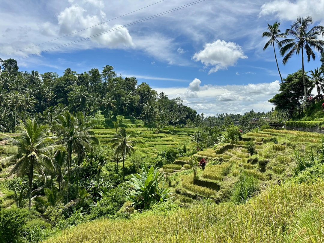 Отзыв о экскурсии "Магия Бали: священные места и природные чудеса" — фото 5