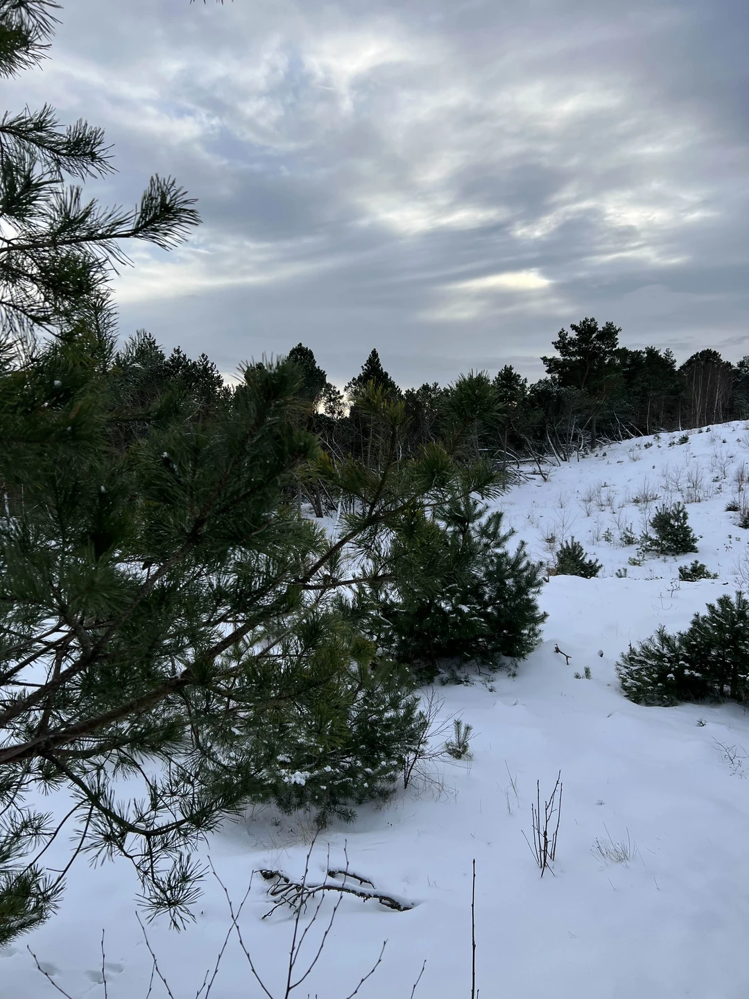 Отзыв о экскурсии "Первый раз на Куршской косе — из Зеленоградска" — фото 2