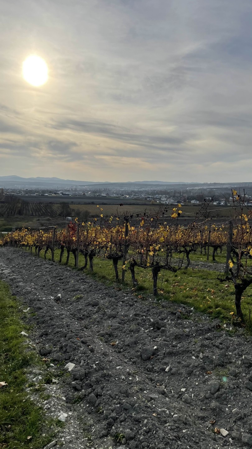 Отзыв о экскурсии "Винные открытия: Скалистый берег, Шумринка и Гай-Кодзор" — фото 3
