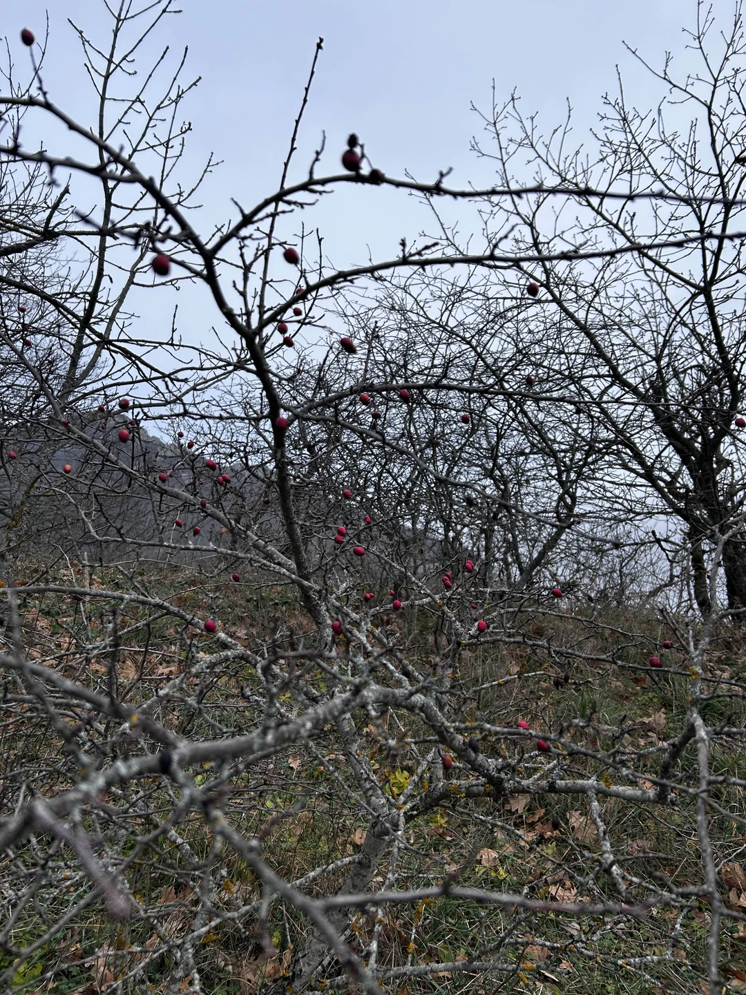 Отзыв о экскурсии "Бештау: восхождение на любую из пяти вершин в удобное для вас время" — фото 1
