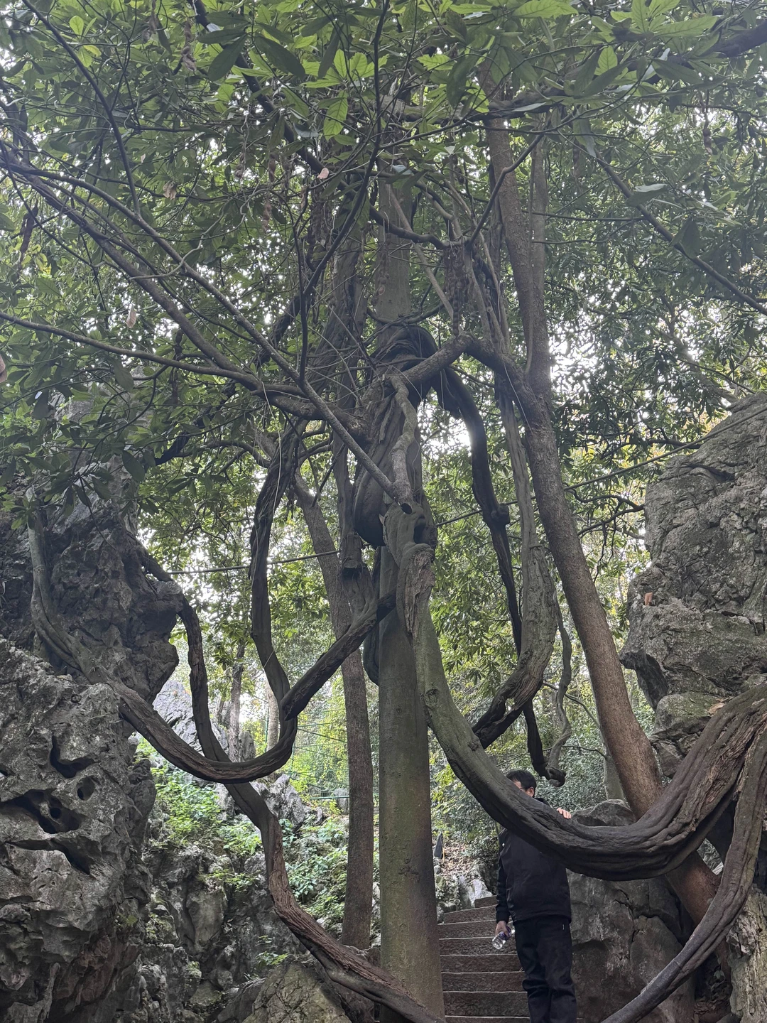 Отзыв о экскурсии "Из Шанхая в Ханчжоу и обратно — на высокоскоростном поезде" — фото 6