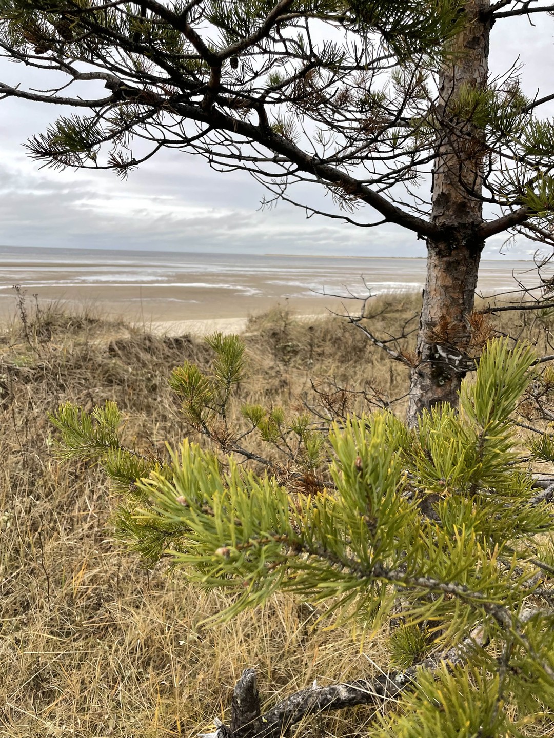 Отзыв о экскурсии "Северодвинск, остров Ягры и Белое море: поездка из Архангельска" — фото 5
