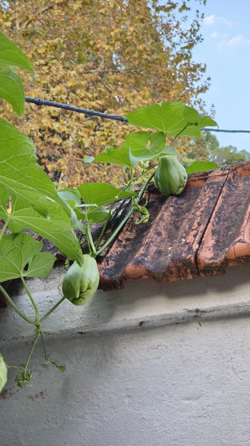 Отзыв о экскурсии "Многоликий Сухум: пешая экскурсия по городу с открытками и фото 19-20 веков" — фото 5