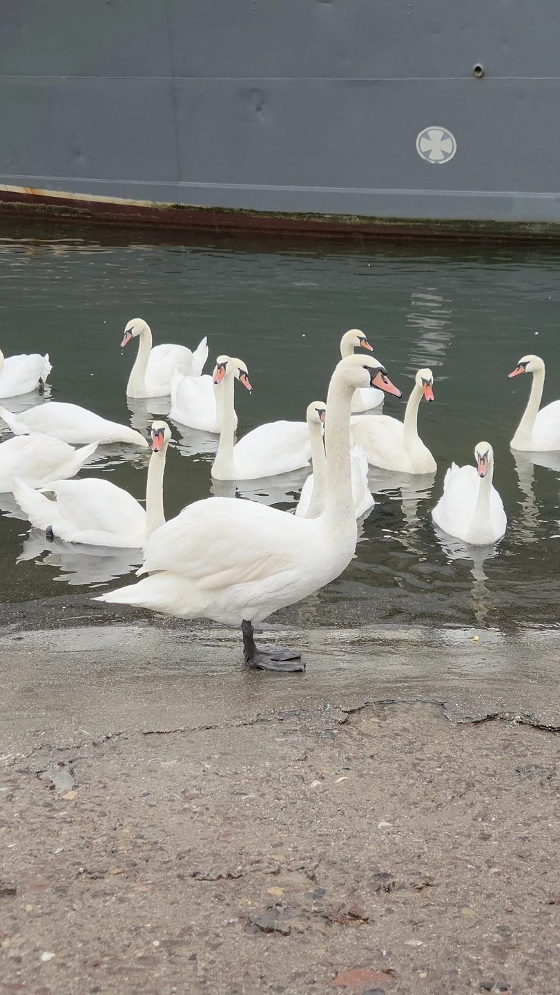 Отзыв о экскурсии "Калининград и всё побережье от Куршской косы до Балтийска (индивидуальный тур)" — фото 2
