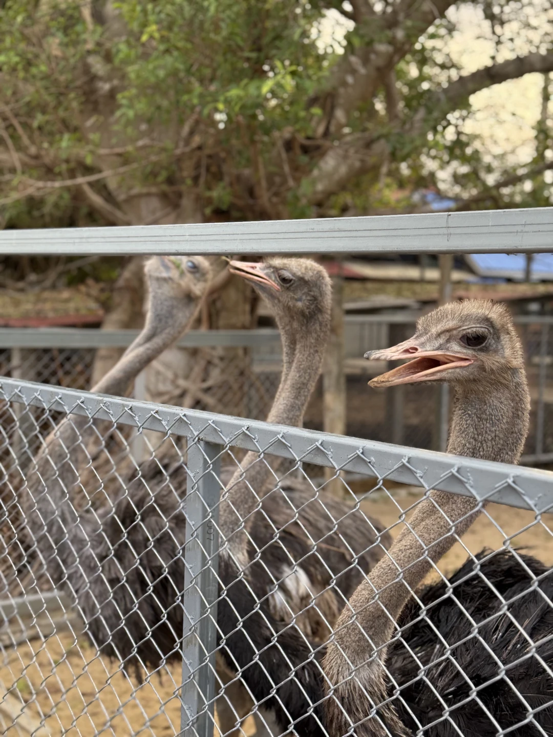 Отзыв о экскурсии "Открывая мир вокруг Бангкока" — фото 2