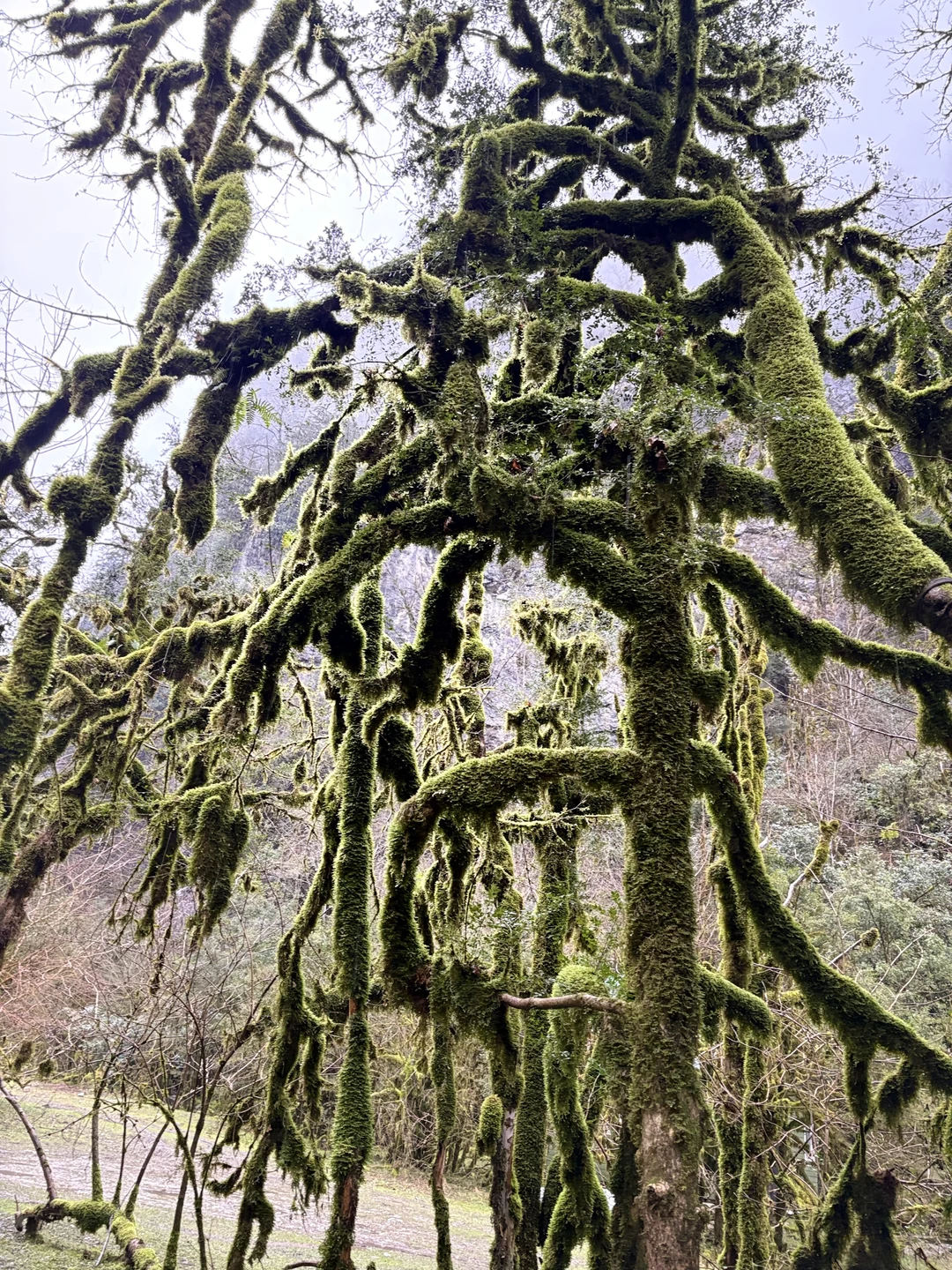 Отзыв о экскурсии "Абхазия в мини-группе: путешествие из Адлера" — фото 7